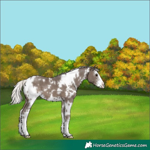Horse Color:White Spotted Silver Black Sabino 