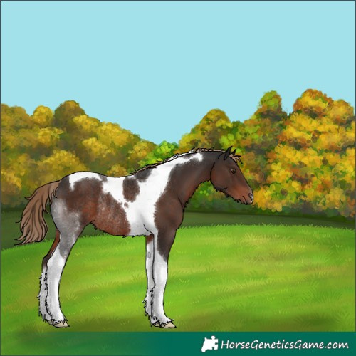 Horse Color:Liver Chestnut Tobiano Rabicano 