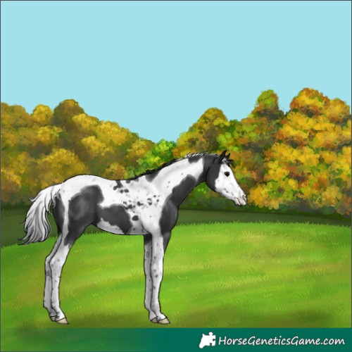 Horse Color:Black Splash Tobiano 