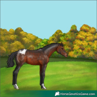 Horse Color:Brown Appaloosa