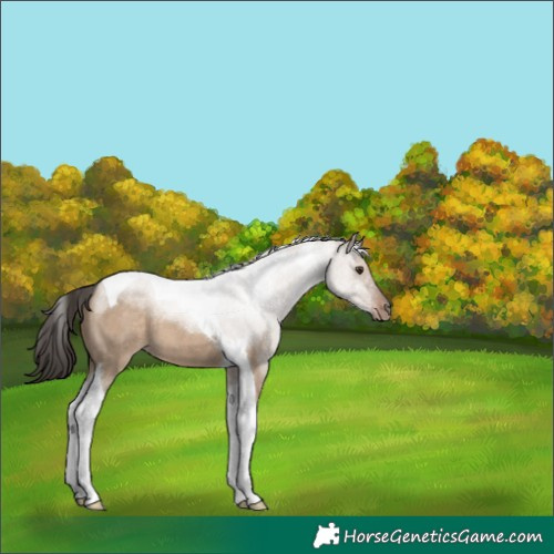 Horse Color:Liver Red Dun Tobiano 