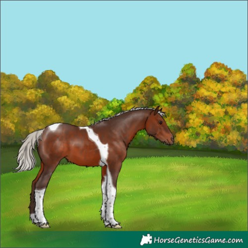 Horse Color:Silver Brown Tobiano 
