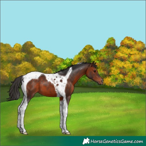 Horse Color:Bay Tobiano 