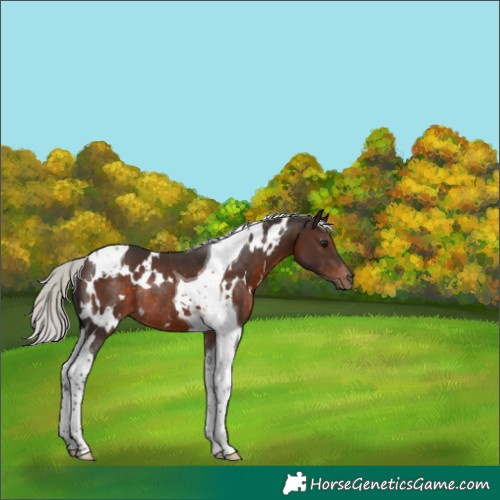 Horse Color:White Spotted Silver Brown Tobiano Rabicano 