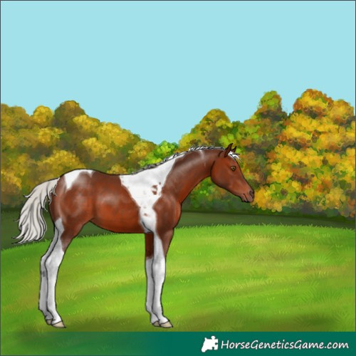 Horse Color:Silver Brown Tobiano 
