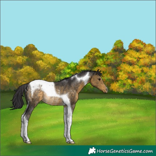 Horse Color:Buckskin Tobiano Rabicano 