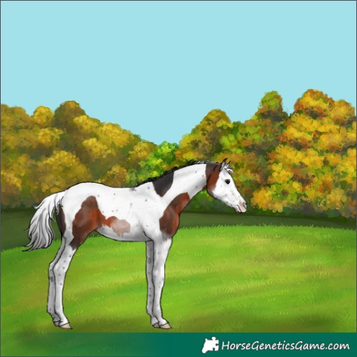 Horse Color:Brown Sabino Splash Tobiano 