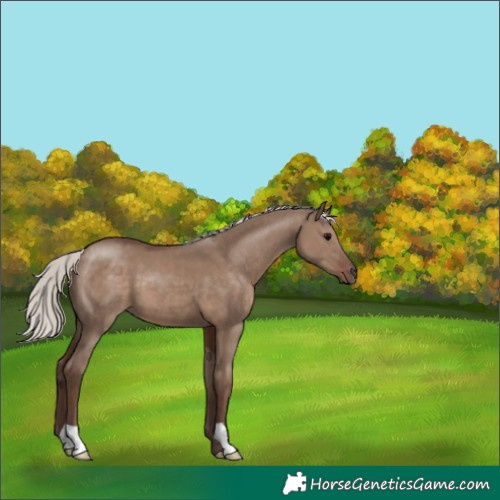 Horse Color:Silver Grullo 