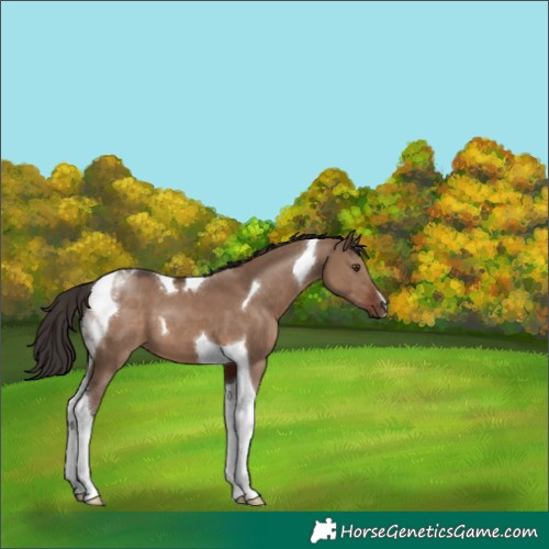 Horse Color:Liver Red Dun Tobiano 