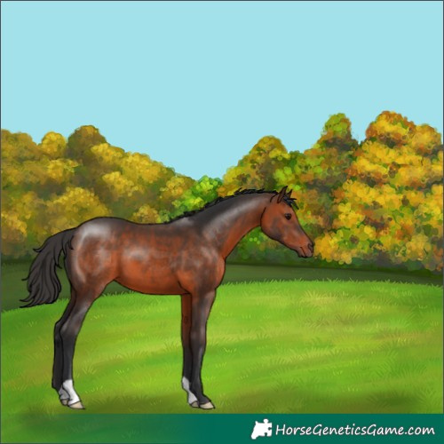 Horse Color:Brown 