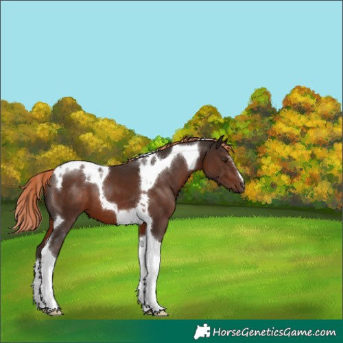 Horse Color:Liver Chestnut Tobiano 