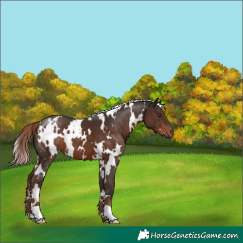 Horse Color:White Spotted Liver Chestnut 