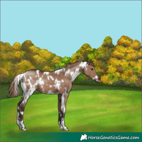 Horse Color:White Spotted Liver Red Dun 