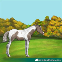 Horse Color:Silver Grullo Tobiano 
