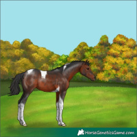Horse Color:Brown Tobiano Rabicano