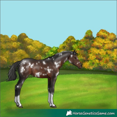Horse Color:White Spotted Liver Chestnut Tobiano Rabicano 