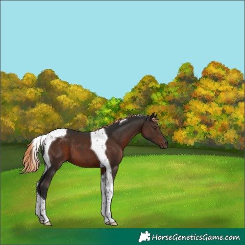 Horse Color:Liver Chestnut Tobiano 