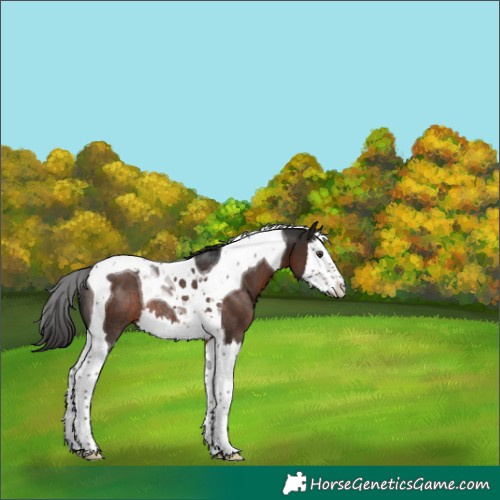 Horse Color:Liver Chestnut Splash Tobiano Rabicano 