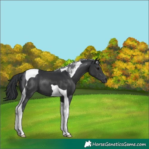 Horse Color:Black Tobiano 