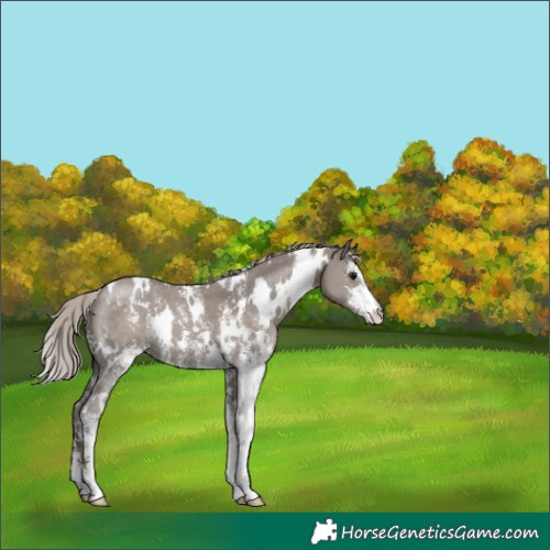 Horse Color:White Spotted Silver Grullo Sabino 