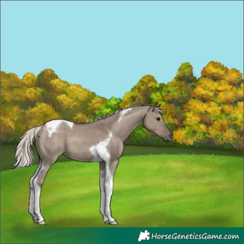 Horse Color:Silver Grullo Tobiano 