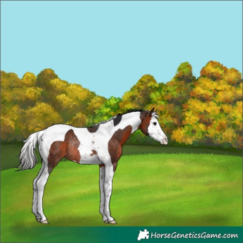 Horse Color:Brown Splash Tobiano Varnish Rabicano 