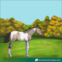 Horse Color:Brown Dun Tobiano 