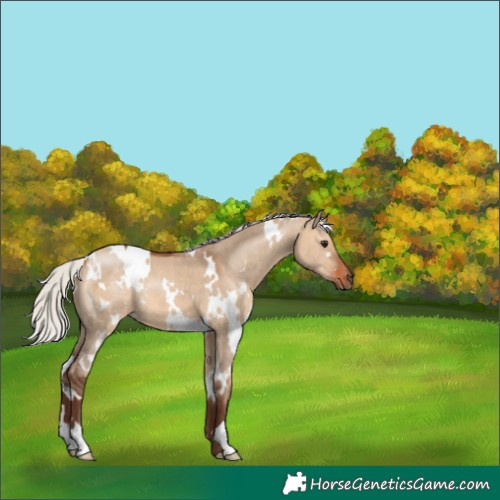 Horse Color:White Spotted Silver Bay Dun 