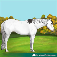 Horse Color:Smoky Black Ice Splash Tobiano Appaloosa