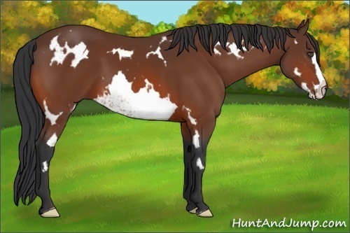 Horse Color:White Spotted Bay Frame 