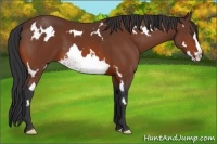 Horse Color:White Spotted Bay Frame