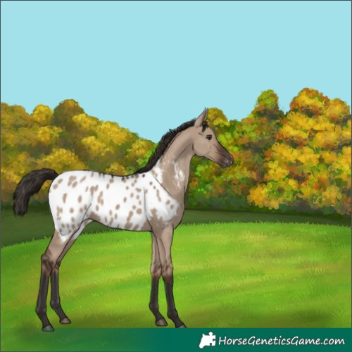 Horse Color:Liver Red Dun Appaloosa 