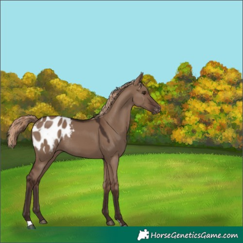 Horse Color:Liver Red Dun Appaloosa Rabicano 
