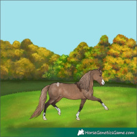 Horse Color:Liver Red Dun Appaloosa 
