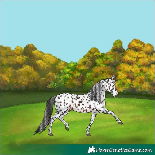 Horse Color:Brown Appaloosa 