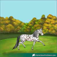 Horse Color:Brown Appaloosa 