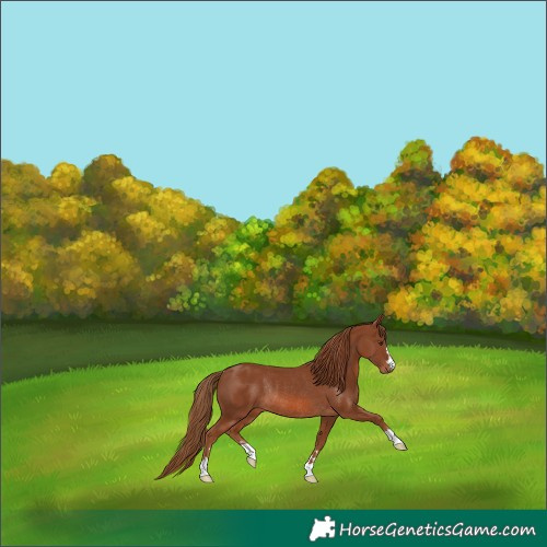 Horse Color:Chestnut Rabicano 