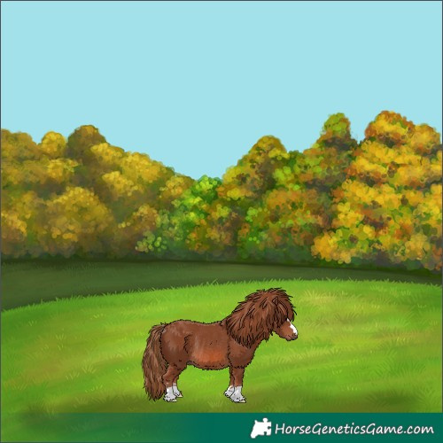 Horse Color:Chestnut Rabicano 