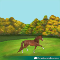 Horse Color:Chestnut Rabicano