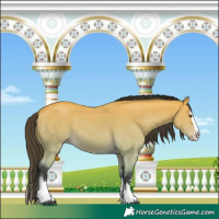 Horse Color:Buckskin Dun Splash 