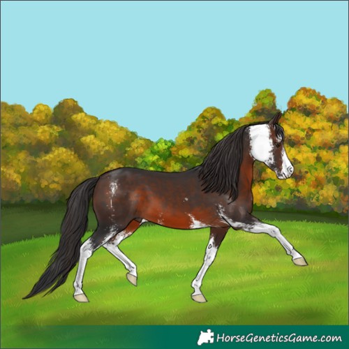 Horse Color:Brown Mushroom Sabino