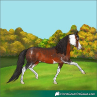 Horse Color:Brown Mushroom Sabino