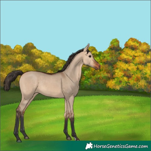 Horse Color:Bay Dun Rabicano 