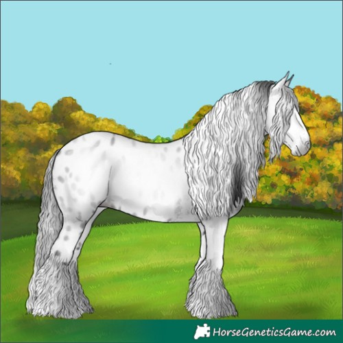 Horse Color:Gray White Spotted Smoky Black Tobiano Appaloosa 