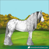 Horse Color:Gray White Spotted Smoky Black Tobiano Appaloosa 