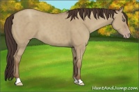 Horse Color:Classic Champagne Dun