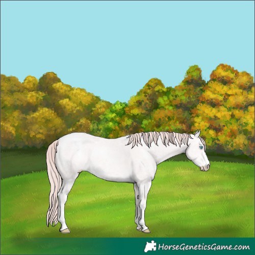Horse Color:Perlino Ice Rabicano 