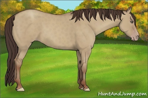 Horse Color:Classic Champagne Dun 