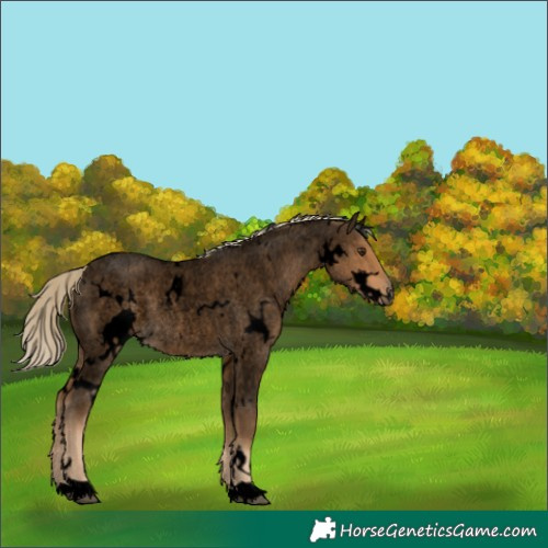 Horse Color:Void White Spotted Chocolate Palomino Roan