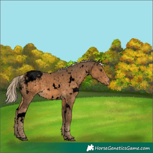 Horse Color:Void White Spotted Chocolate Palomino Snowcap